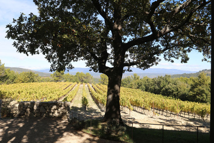 Weingut bei Aix-en-Provence