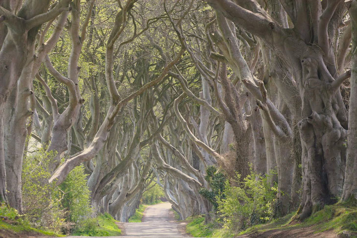 The Dark Hedges - verwunschene Buchenbaumallee - My own Travel Rundreisen Irland