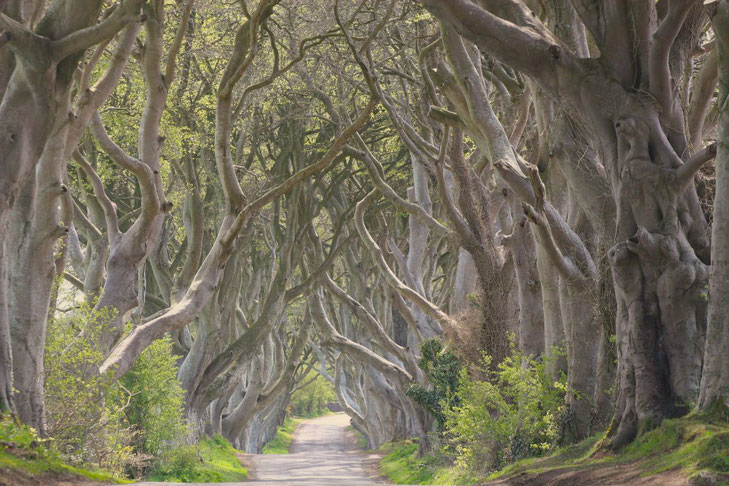 The Dark Hedges - verwunschene Buchenbaumallee - ©My own Travel Rundreisen Irland