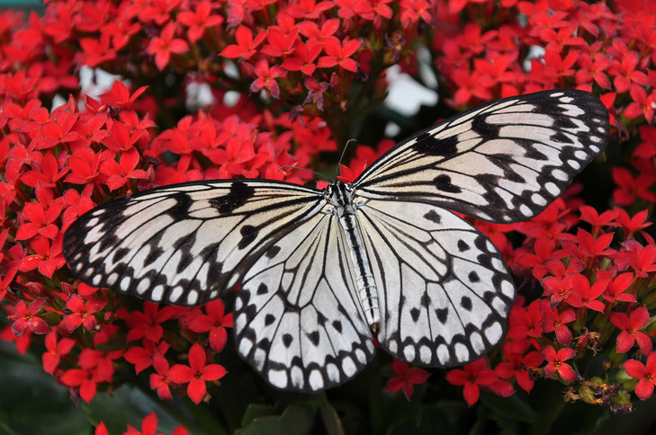 black and white butterfly in red flowers. farfalla bianca e nera su fiori rossi.