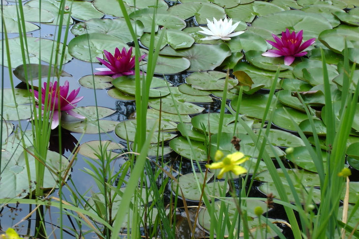 Entspannung am Gartenteich (Marianne Horn)