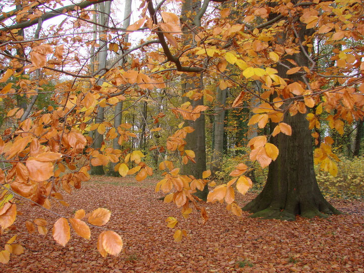Natur genießen (Sabine Mangold)