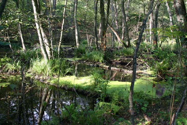 Einblick in das romantische Briesetal (Günter Maaß)