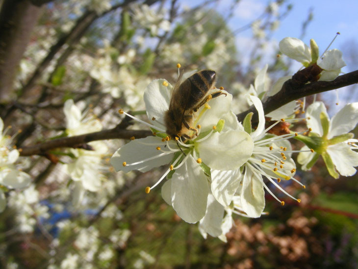 (Biene) Glück entsteht oft durch Aufmerksamkeit für die kleinen Dinge, Unglück oft durch Vernachlässigung kleiner Dinge. [Wilhelm Busch] (Foto Christiane Ziller)