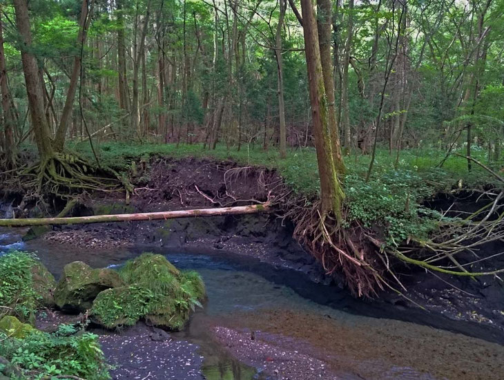 男池湧水　/　湯布院　大分川　水系　阿蘇野川水源