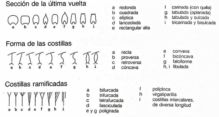 Formas de la sección y de las costillas en los ammonites