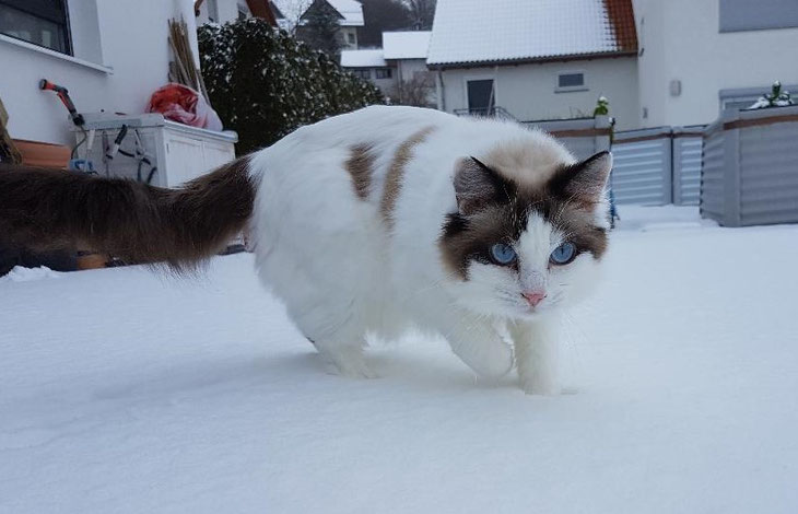 Mutige Püppi! Kalte Pfoten machen ihr nichts bei der Schnee-Begehung. Dezember 2018