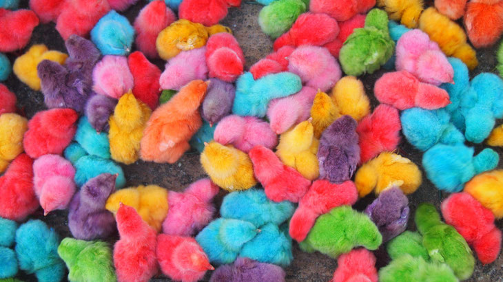 bound for eden, eva marie lobmaier, travel photography, colored chicks, market, Indonesia