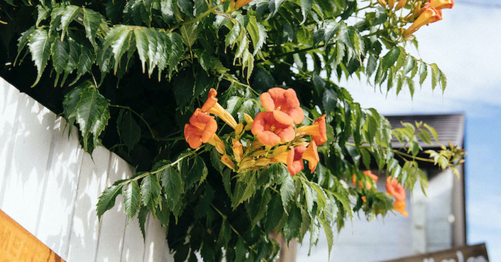 赤い花と緑の葉