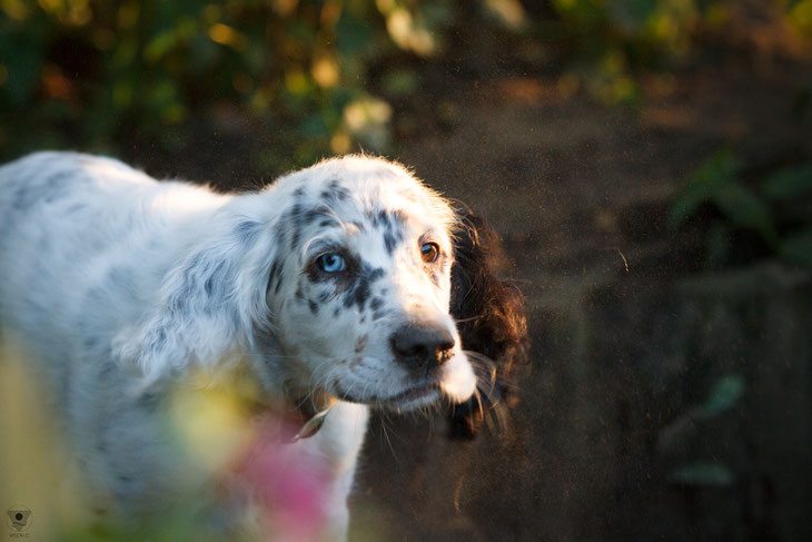 english setter impressionen