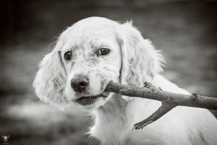 English Setter Puppy, VISOVIO, fineart, black white photography, noble dogs, setter calendar