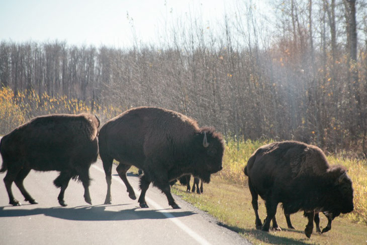 Amerikanische Bisons im Elk Island National Park sind die größten Landsäugetiere der Region.