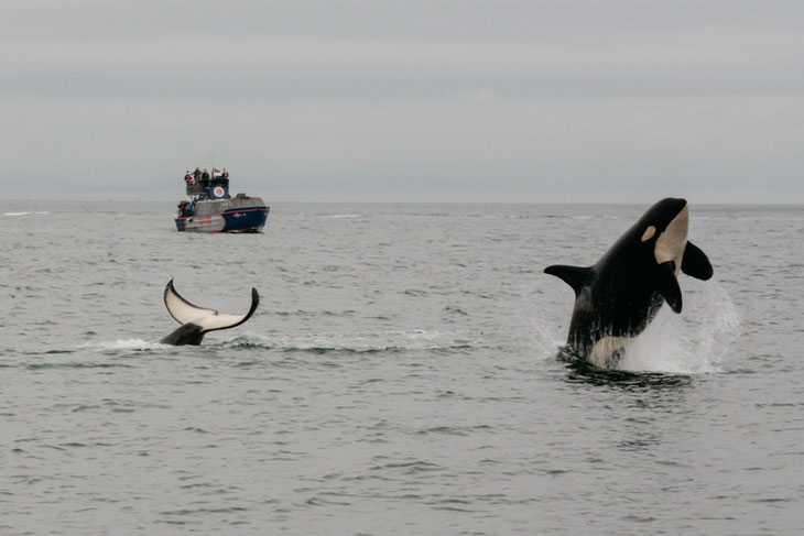 Im Seegebiet südlich von Vancouver üben Schwertwale (Orcas) den "Hochsprung".