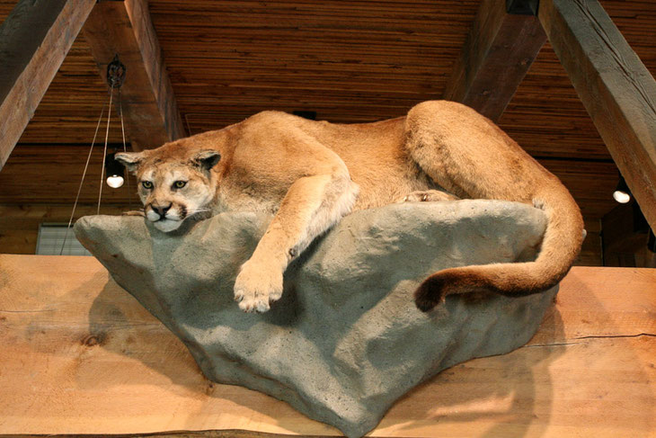 Gefährlich für Menschen kann auch der Puma (Cougar) werden, obwohl er sehr scheu ist.
