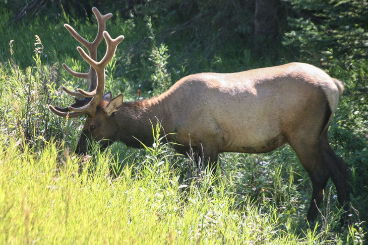 Wapiti-Hirsche werden in Nordamerika meist "Elk" genannt. Neben einem Highway grast ein Männchen.