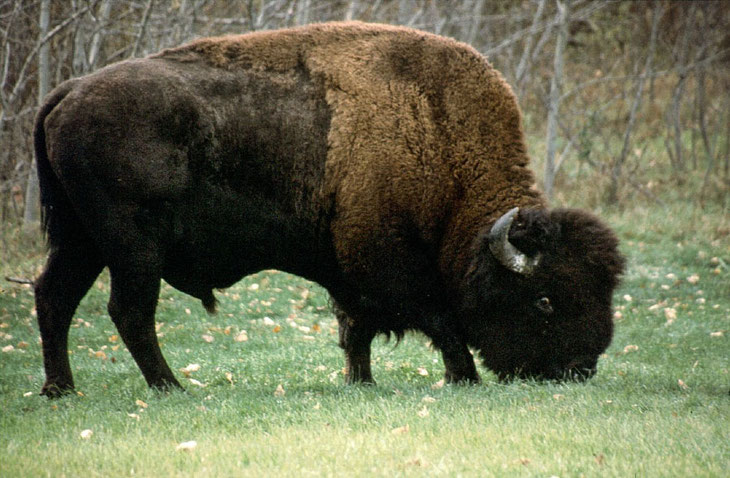 Ein Bison-Bulle ist in der Brunftzeit unberechenbar gefährlich. Abstand und Vorsicht ist unbedingt angeraten!