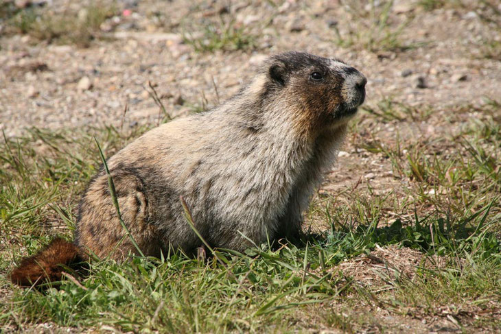 Dieses Murmeltier (Marmot) lässt sich nicht beim Fressen stören.