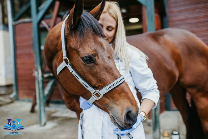 cursos de caballos