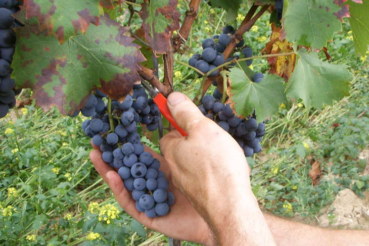 Rotwein-im-Barrique