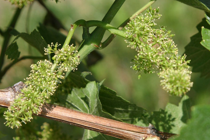 mein-wein-im-fruehling