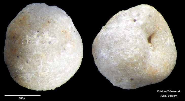 Foraminifere, Foraminifera, Bryozoa, Senckenberg, fossil, Voldum, Danium