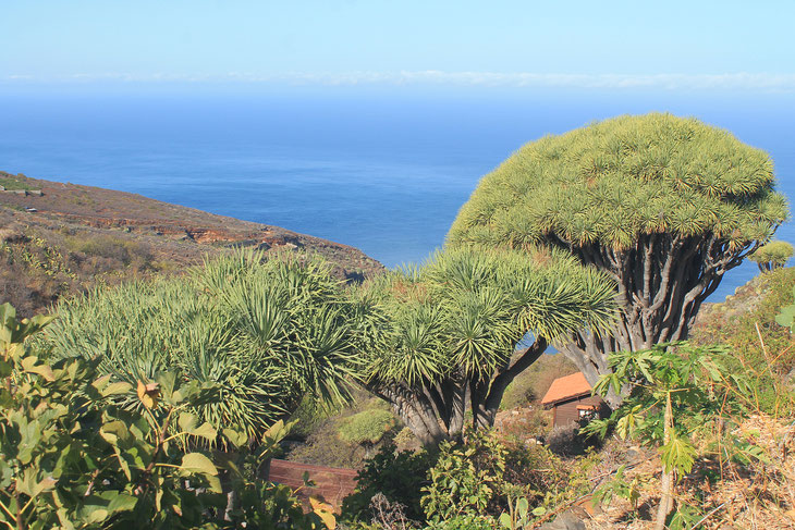 Gruppe-Drachenbaeume-mit-breiten-kronen-im-hintergrund-blaues-meer