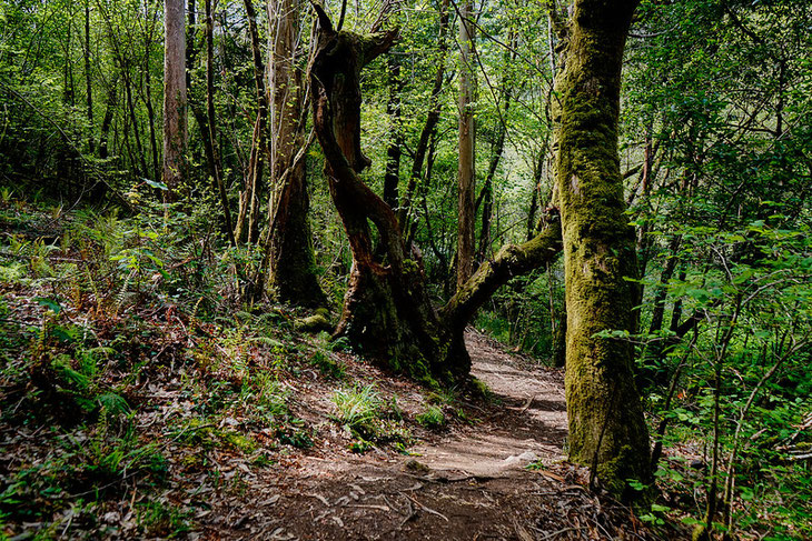 木と微生物は腸との関係にそっくり! Raúl AB/Attribution-NoDerivs 2.0 Generic