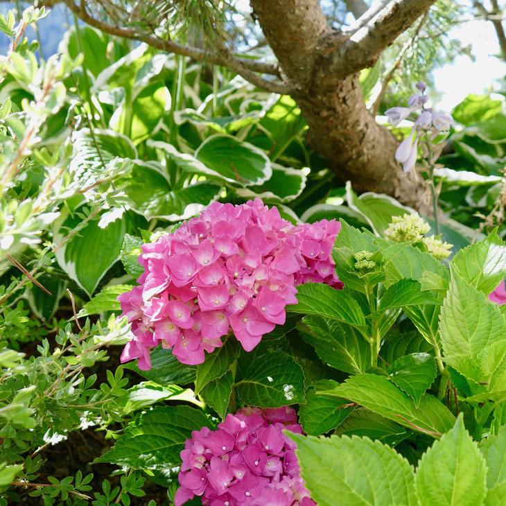 Rosa Hortensien im Garten