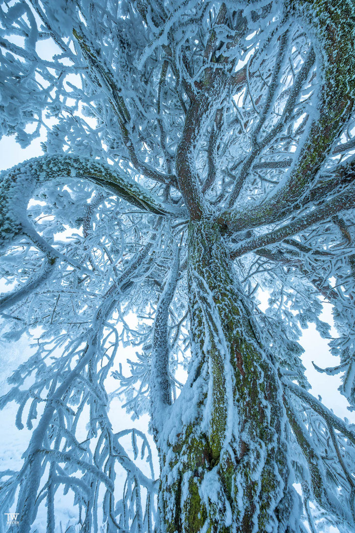 11 Zum Beispiel auch mit diesem „Kraken-Baum“