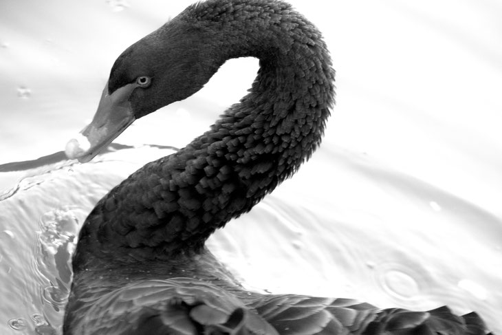 CIGNO NERO. VENETIAN BLACK SWAN. LIV INSPIRATION. ESTHER DALLA VALLE COLLECTION