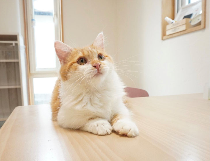 No.103の子猫ちゃん - マンチカンハウスルー