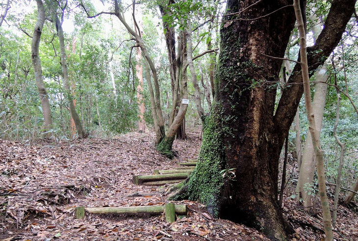 　　　　　　　　　　　　　　　　　　　　　　　　　　　　　　　　　　　　　函南原生林（天然林）公園