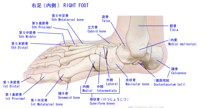 足はたくさんの骨で構成されています。骨がずれる事によって足の指の痛みの原因になります。