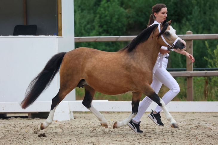 Oostdijk's Ceridwen Maybelline at the Regional NWPCS Show at Heeswijk - Dinther, she was invited to the National Show