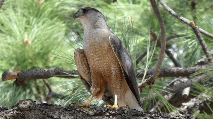 Cooper's Hawk, Accipiter cooperii, Albuquerque