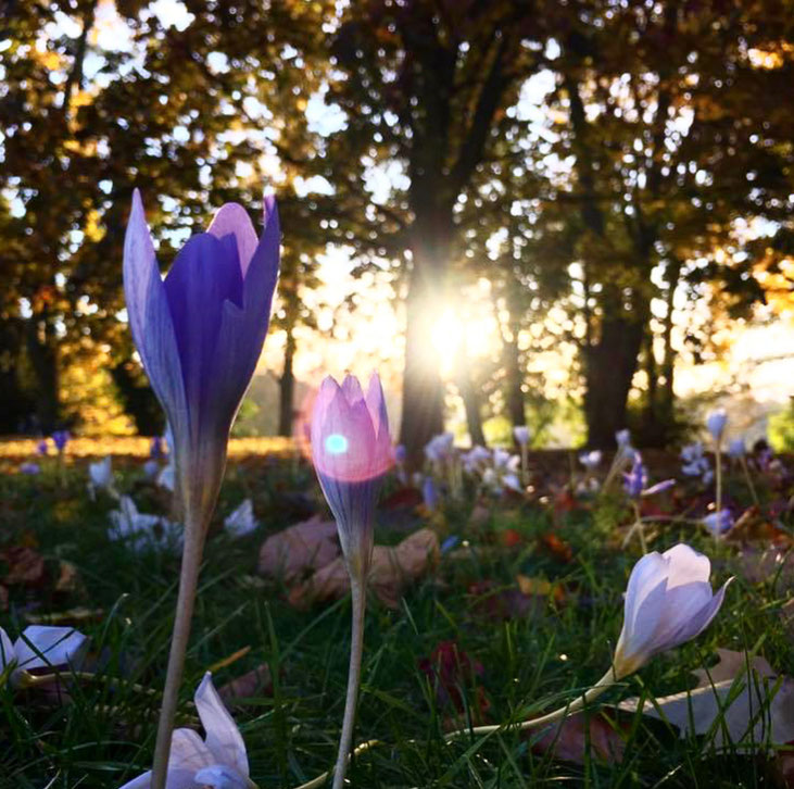 Herbstspaziergang auf Alt Stralau, Berlin – Foto by Kamikatze Design Berlin