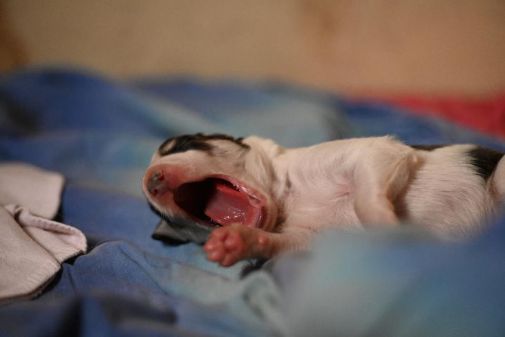 Von Alshamina Barsoi Welpen, Windhunde, Borzoi puppies von Alshamina, vielversprechende Barsoi Welpen abzugeben! Deutsche, eingetragene Barsoi Zucht!