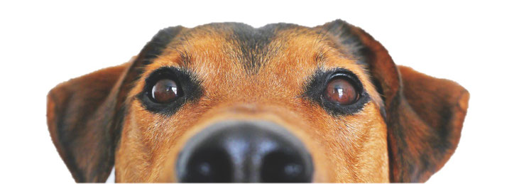 Mopsfidel Tierpsychologie für Hunde Miezvergnügt & Mopsfidel