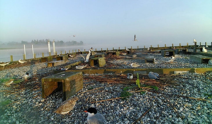 Brutgeschehen auf dem Nistfloß in der Bucht von St. Heinrich am 19.07.2024 mit Flussseeschwalben und Lachmöwen verschiedener Altersklassen (Wildkamera-Aufnahme)