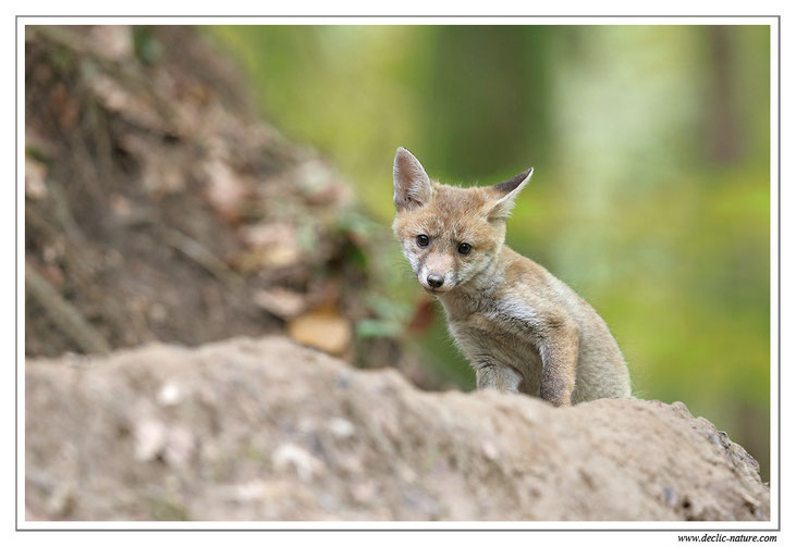 Renard roux - Vulpes vulpes - Red Fox (réf. PdM 2013_092)