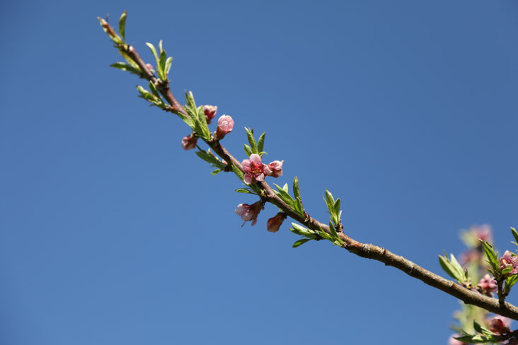 Pfirsichblüte