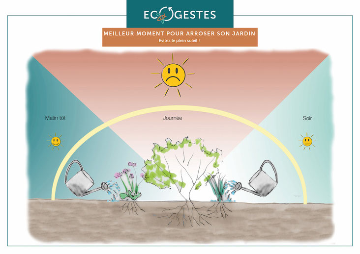 Comment mieux arroser son jardin : choisir le meilleur moment pour arroser
