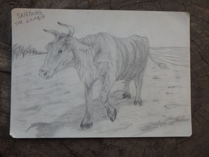 Pencil drawing of a cow