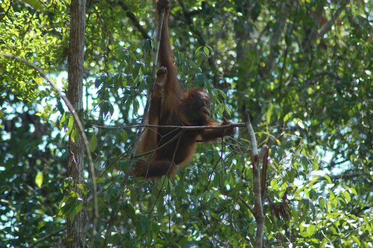 Hope, ®Sintang Orangutan Center