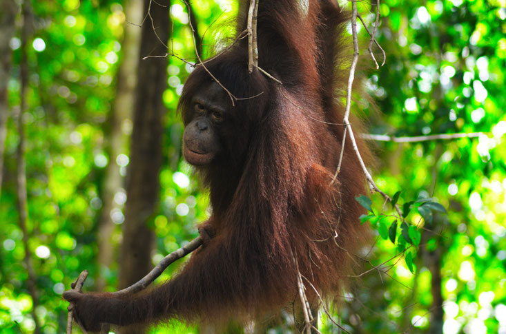 Tanjung in Freiheit ®Sintang Orangutancenter