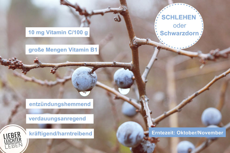 Schlehen, Inhaltsstoffe, Gesund