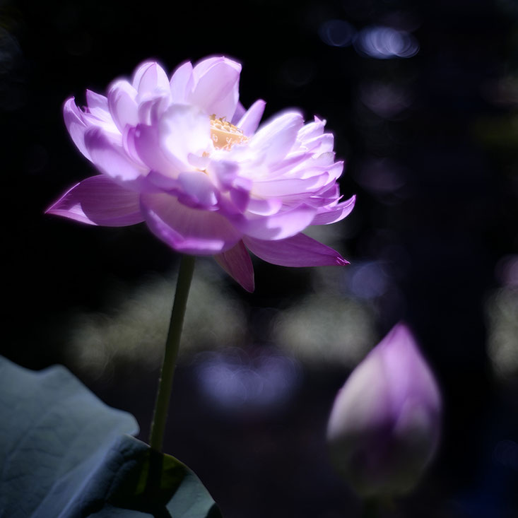 #Leicasl #thambar #lotus #高山市 #hidatakayama