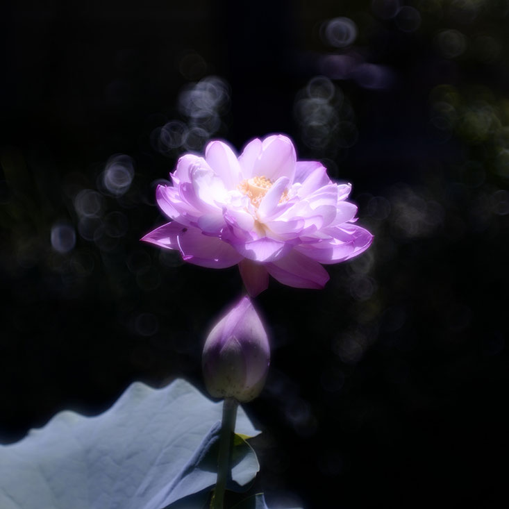 #Leicasl #thambar #lotus #高山市 #hidatakayama