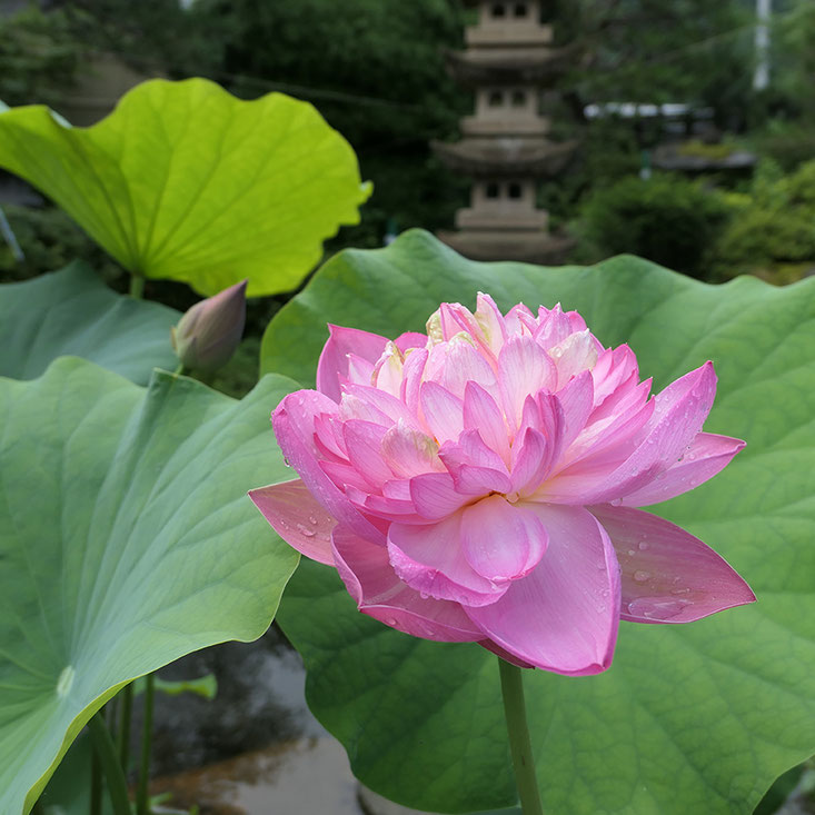 #ハス #蓮 #lotus#高山市 #leicaq