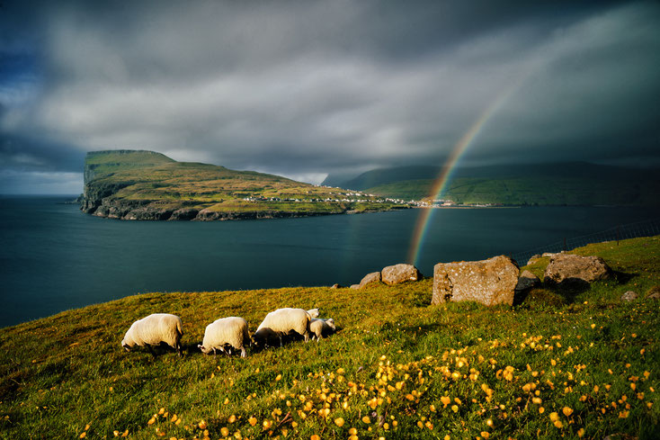 Schafe_Einwohner_Faroe_Faereer_Eysturoy_Wohnmobil_Erfahrungen